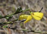 Sarothamnus scoparius. Верхушка обломанной веточки с цветком (наклонена вправо для съёмки). Испания, автономное сообщество Каталония, провинция Жирона, комарка Рипольес, муниципалитет Сеткасес, окр. н.п. Сеткасес, ≈1350 м н.у.м., пойма ручья Валь-Льобре, речная терраса у подножия облесённого склона. 16.04.2023.