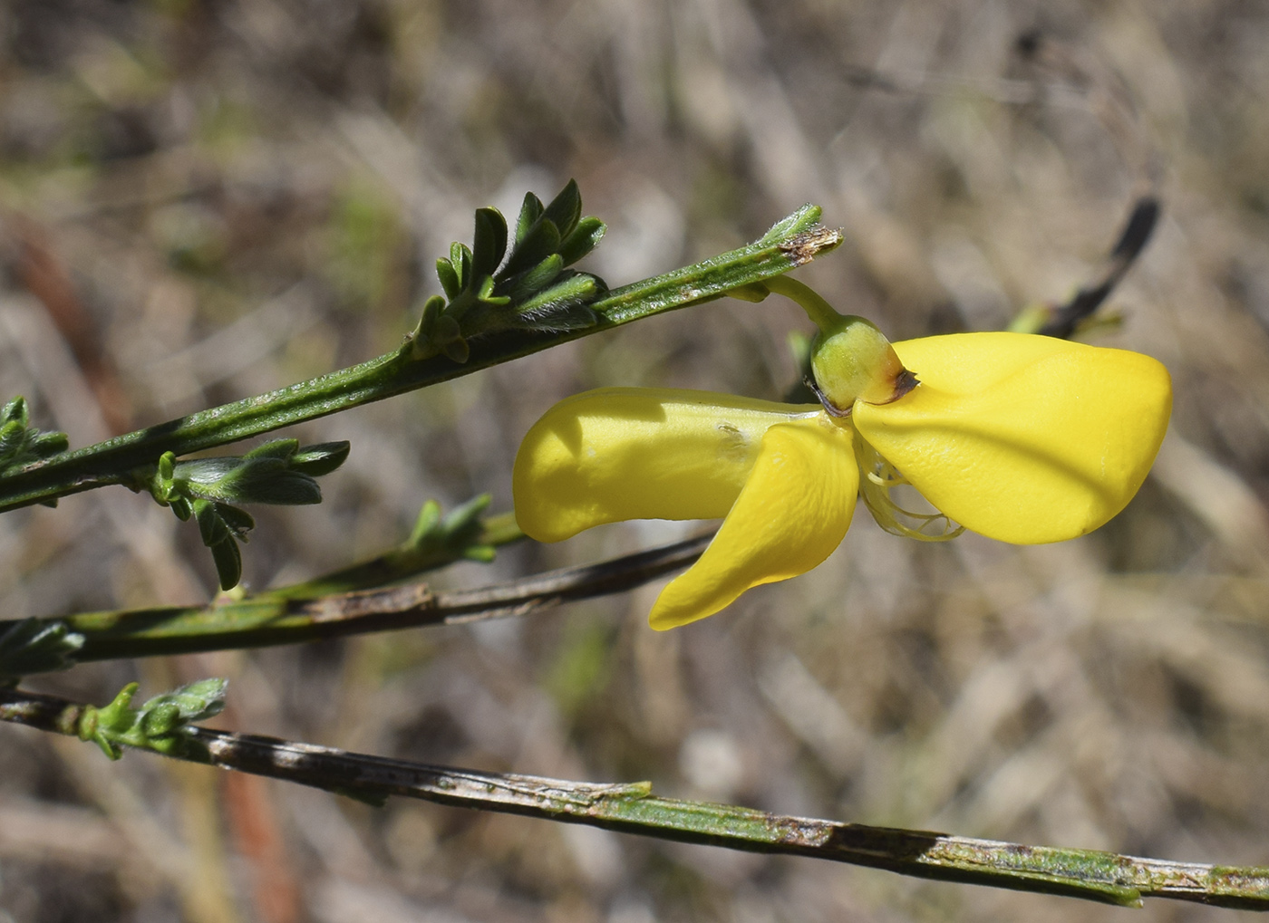 Изображение особи Sarothamnus scoparius.