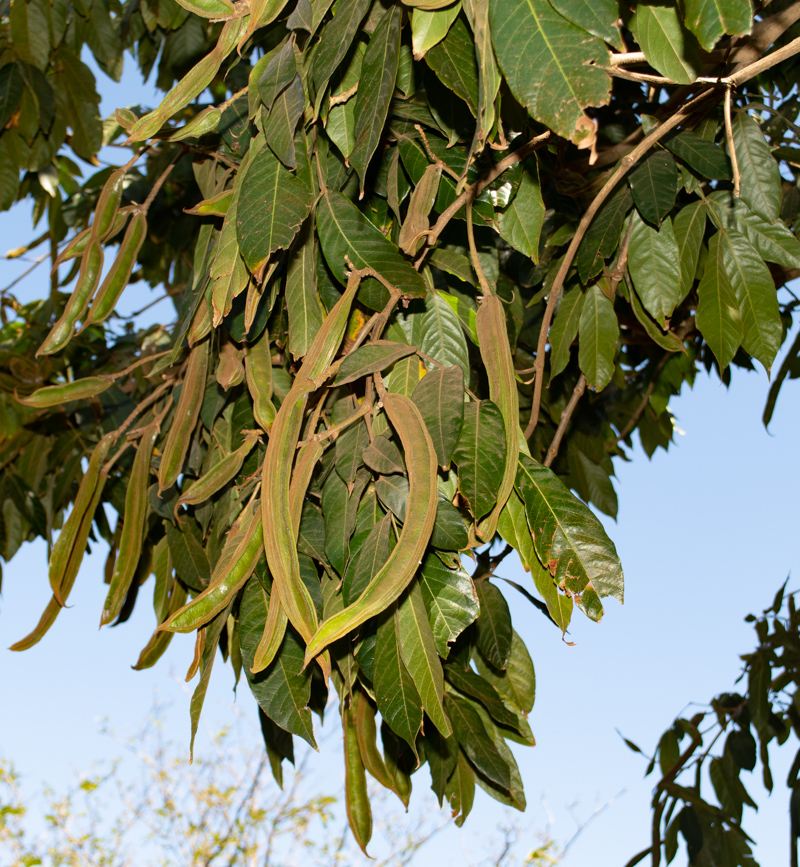 Image of Inga feuillei specimen.