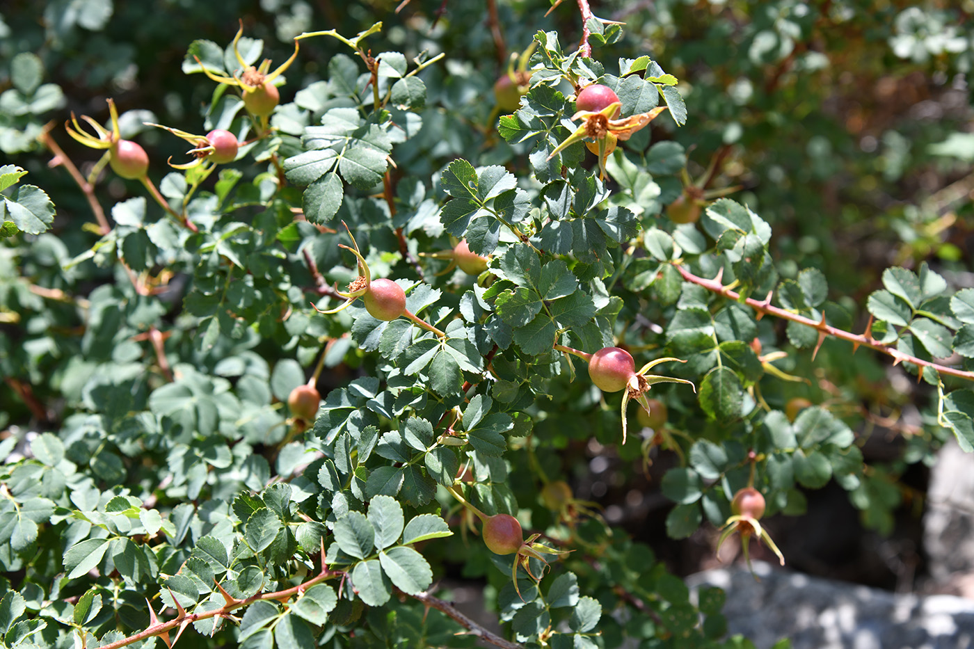 Image of Rosa platyacantha specimen.