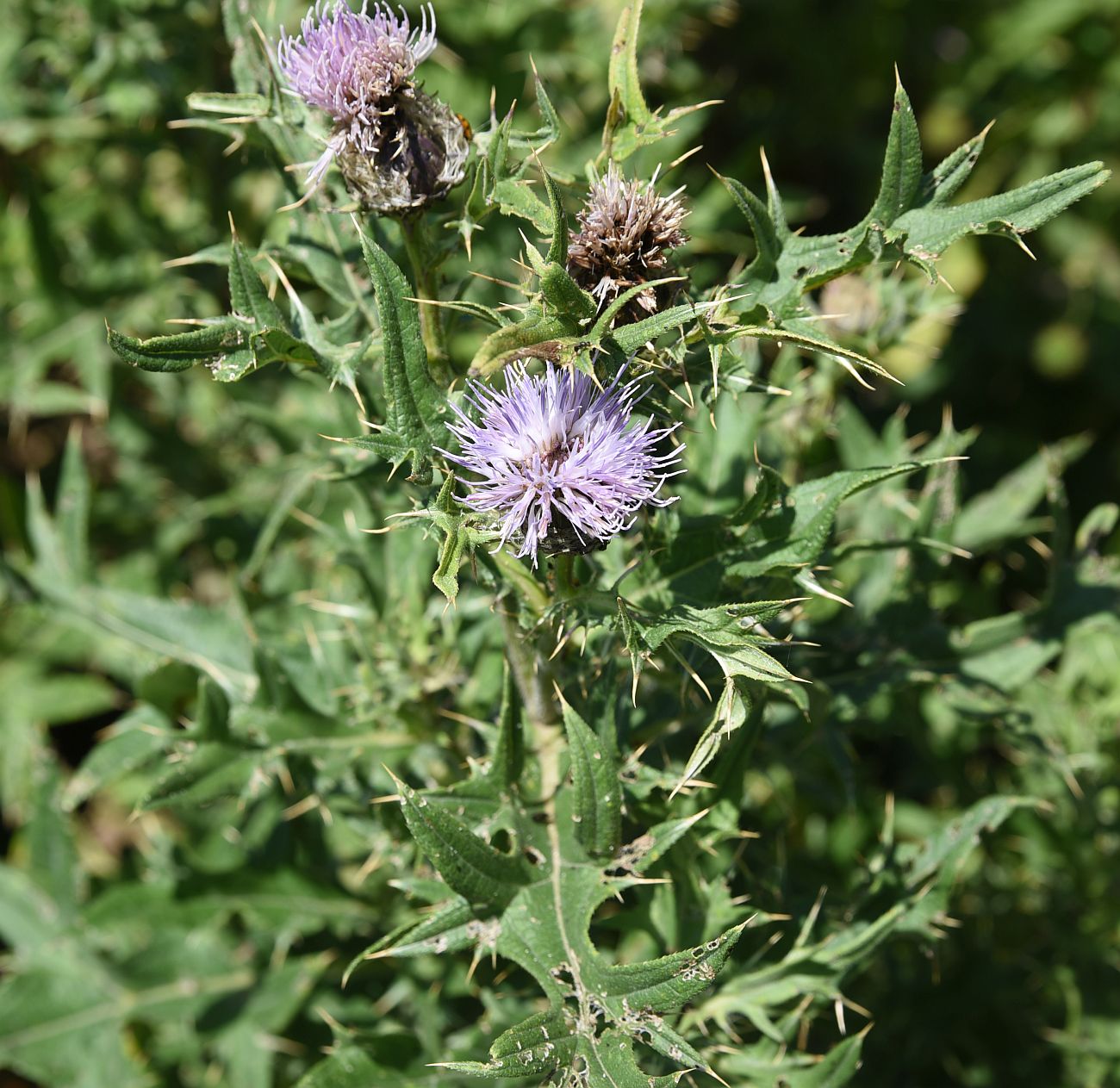 Изображение особи семейство Asteraceae.