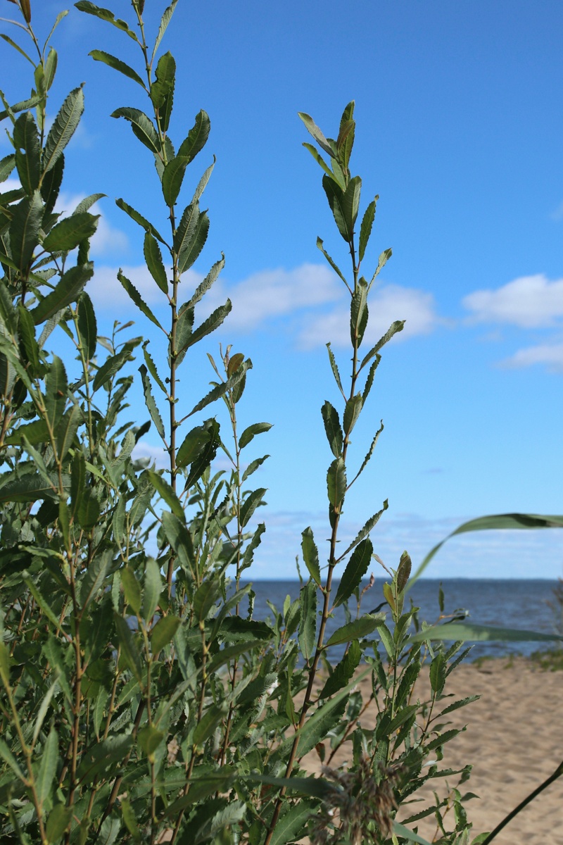 Image of Salix cinerea specimen.