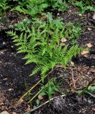 Pteridium pinetorum. Молодая вайя с развивающейся верхушкой. Алтайский край, окр. г. Белокуриха, опушка смешанного леса. 08.07.2021.