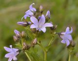 Gadellia lactiflora. Цветки и бутоны. Карачаево-Черкесия, Карачаевский р-н, Большой Кавказ, правый борт ущелья Кичкинекол в р-не тропы подъёма на Поляну крокусов, ≈ 2260 м н.у.м., субальпийский луг. 22.07.2023.