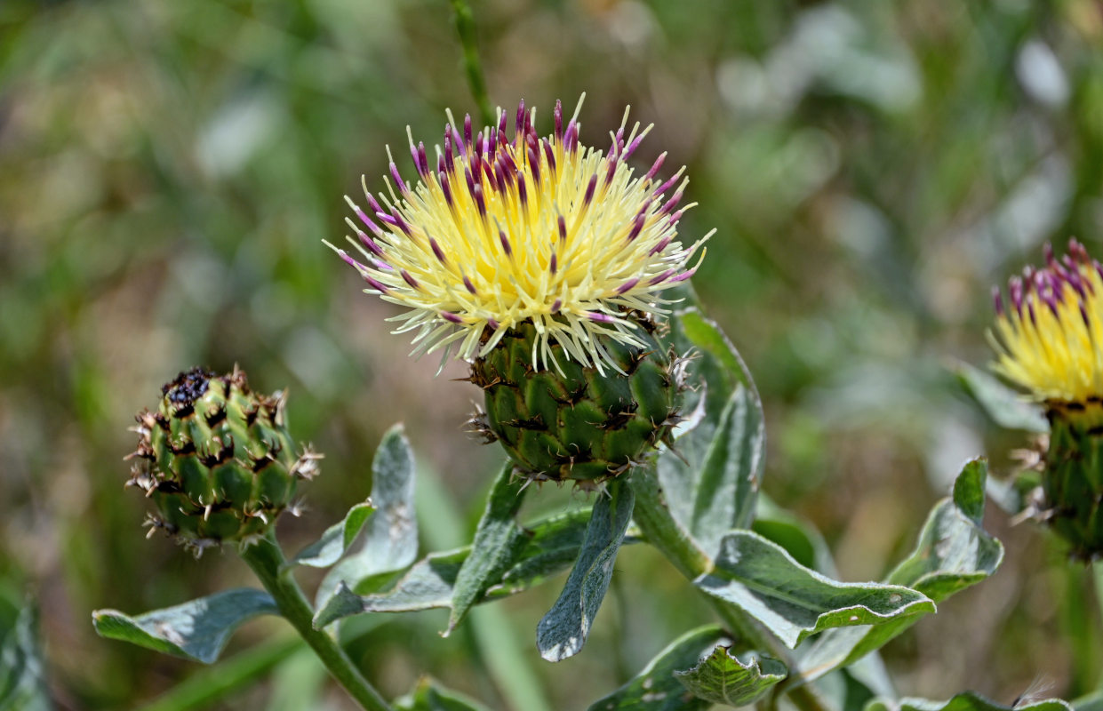 Image of Tomanthea spectabilis specimen.