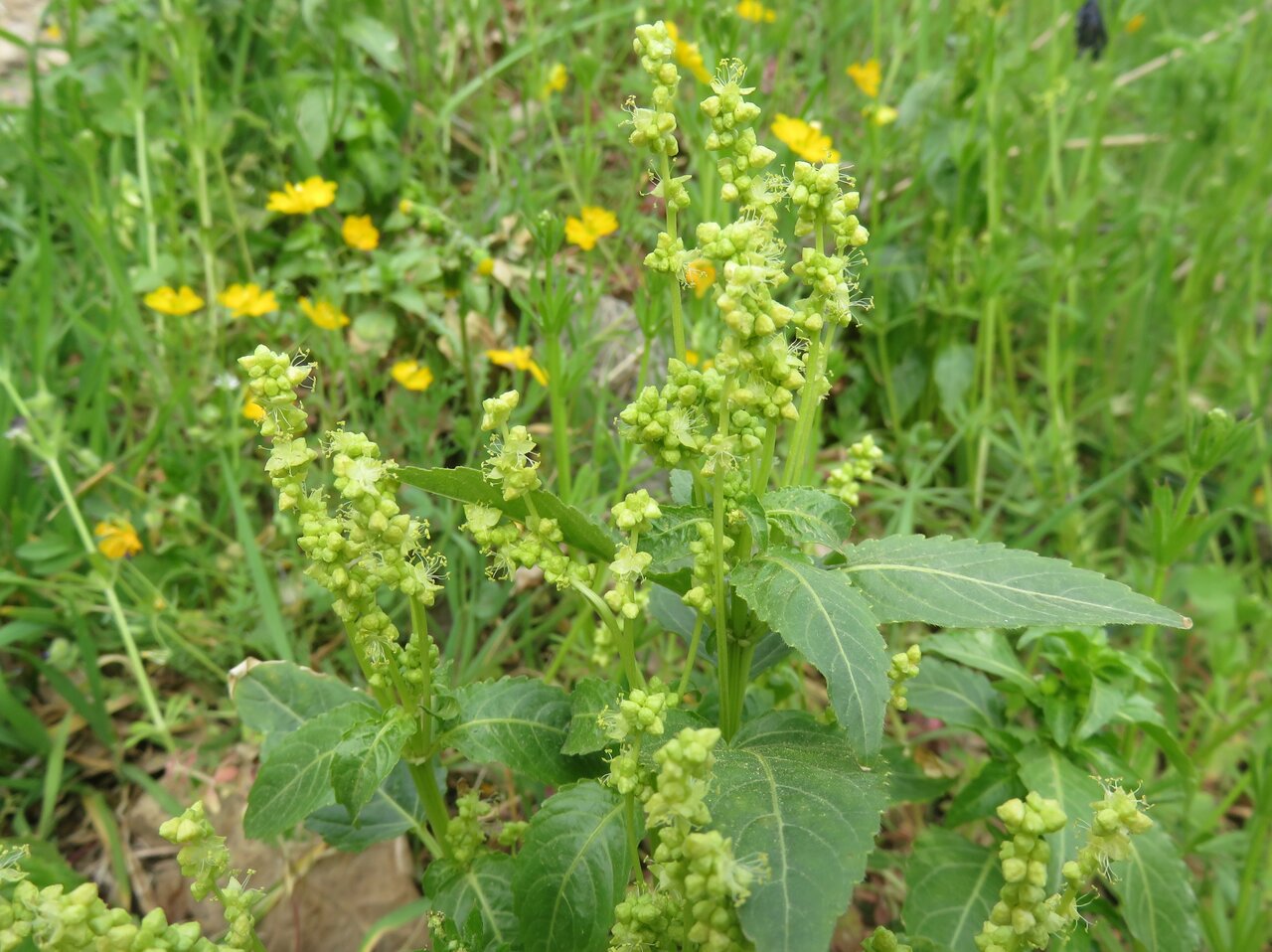 Изображение особи Mercurialis annua.