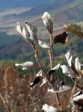 Salix glauca. Ветвь с засохшими после заморозков, но не успевшими облететь листьями. Алтай, Семинский хребет, урочище Обуток. 23.09.2010.