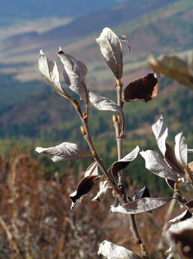 Image of Salix glauca specimen.