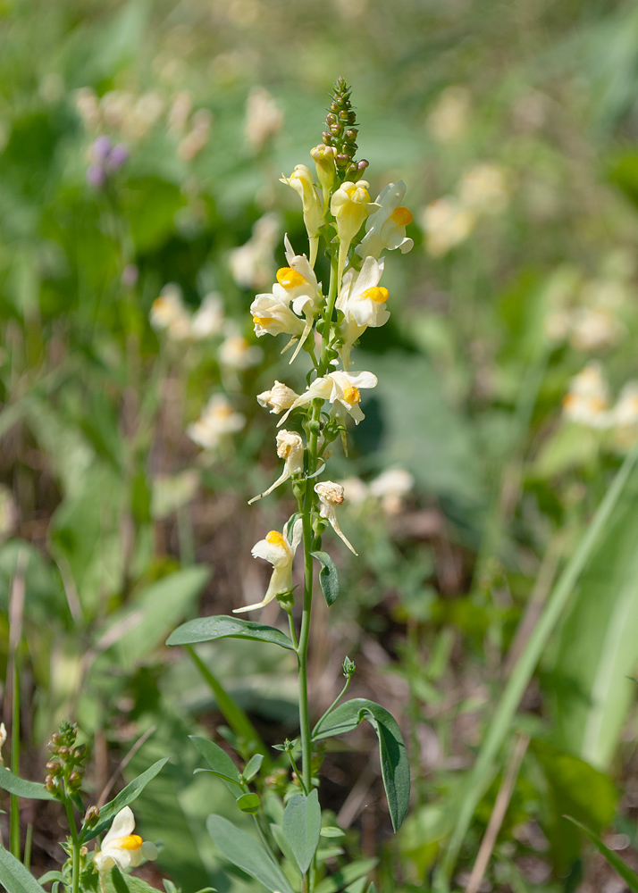 Image of Linaria acutiloba specimen.