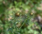 Carlina biebersteinii