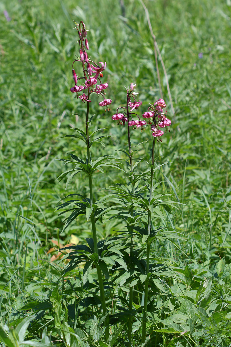 Image of Lilium pilosiusculum specimen.