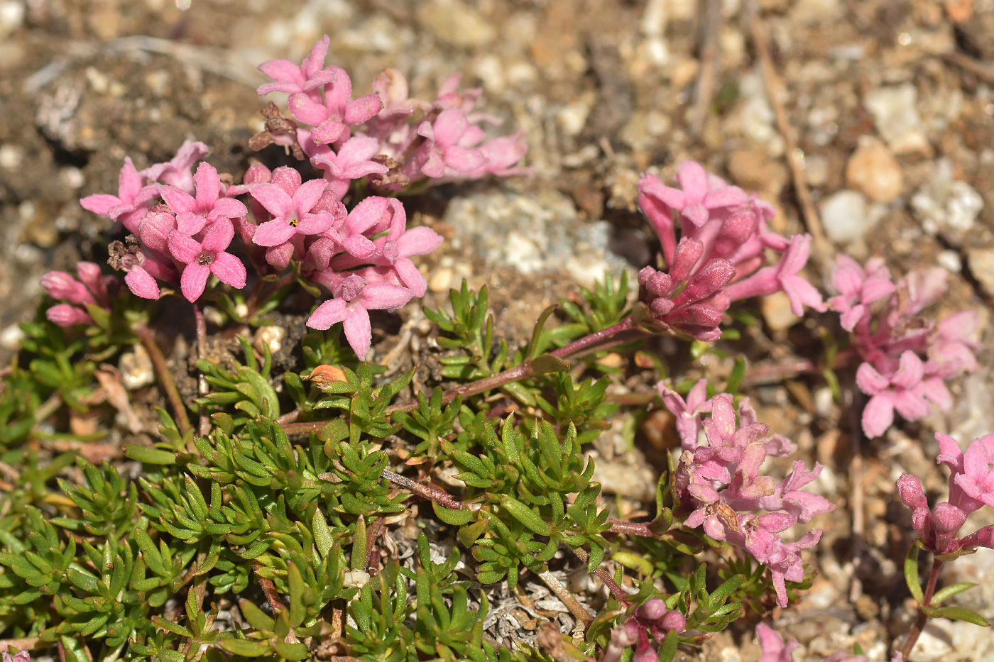 Изображение особи Asperula cristata.