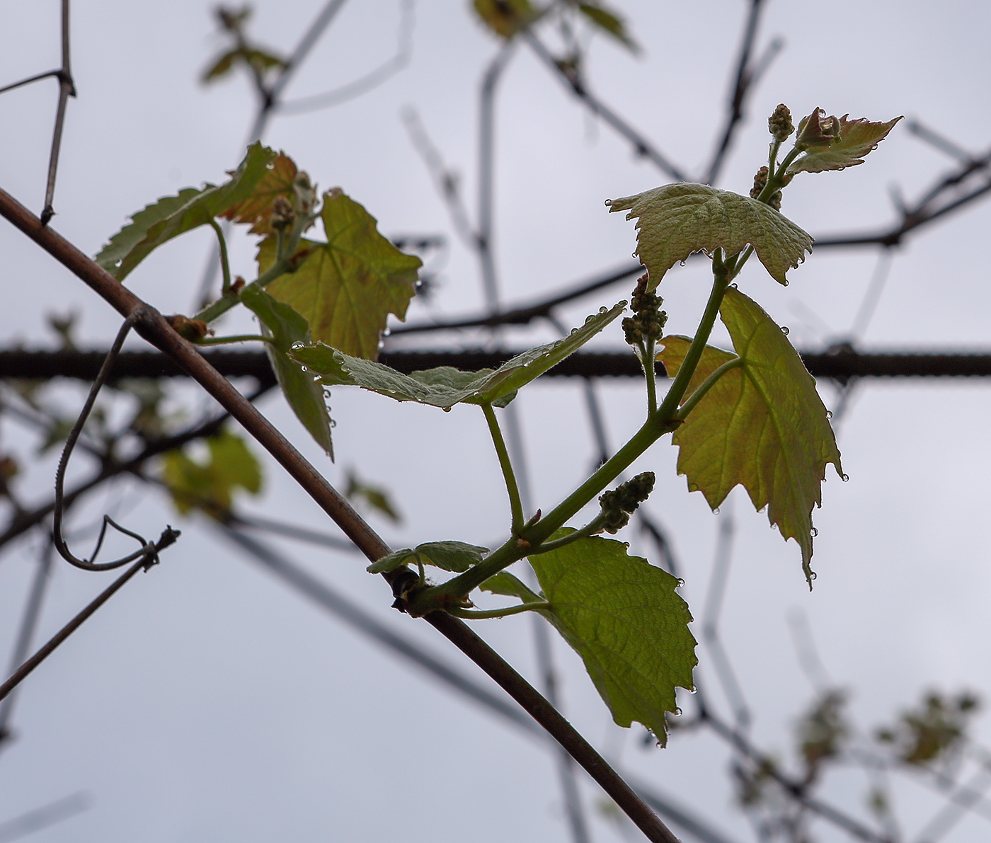 Изображение особи Vitis vinifera.