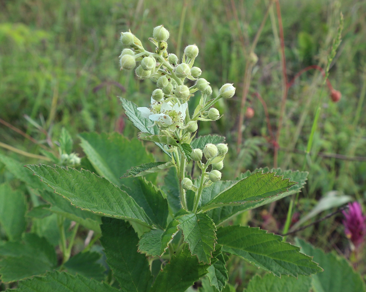 Изображение особи Rubus canescens.