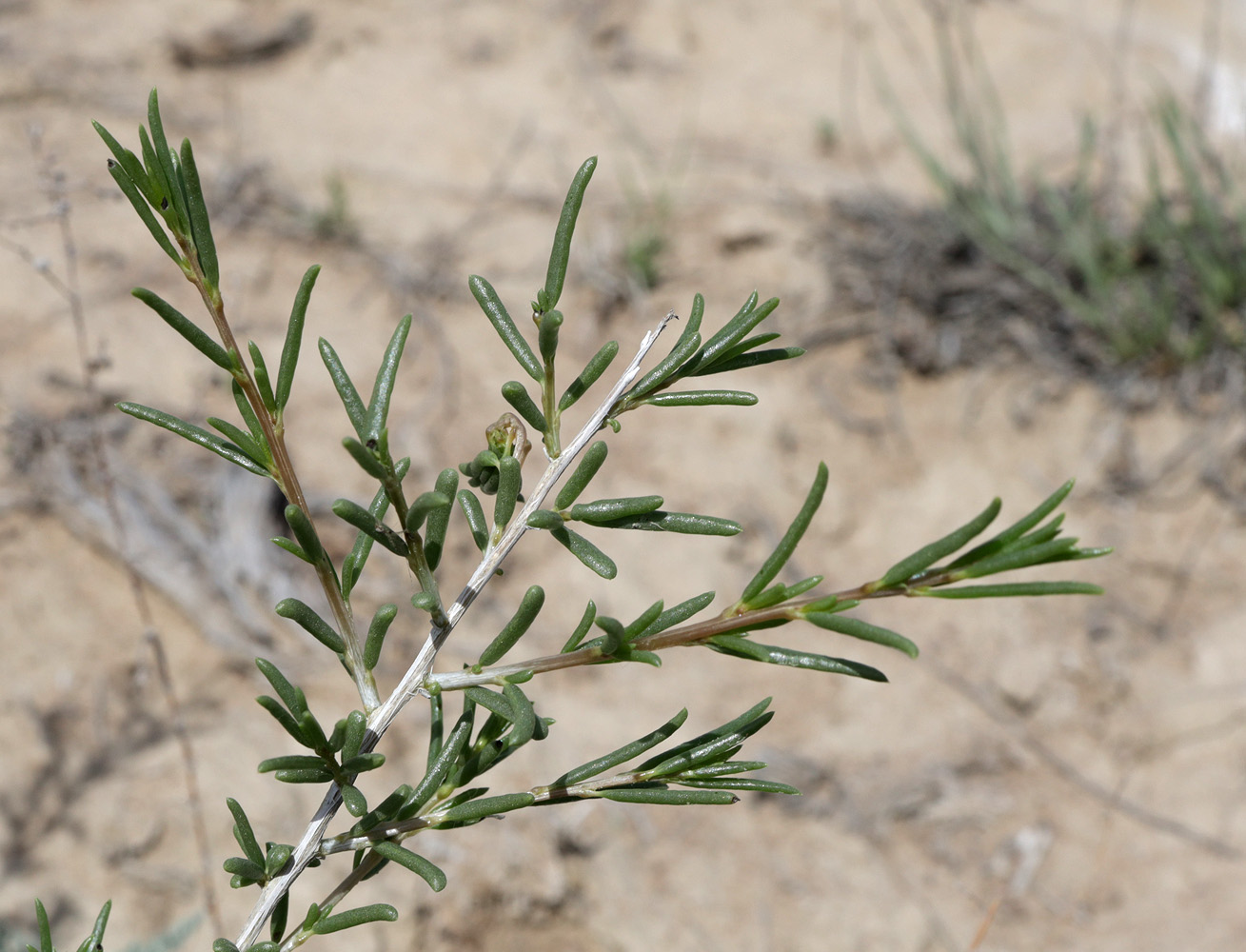 Изображение особи Salsola arbuscula.