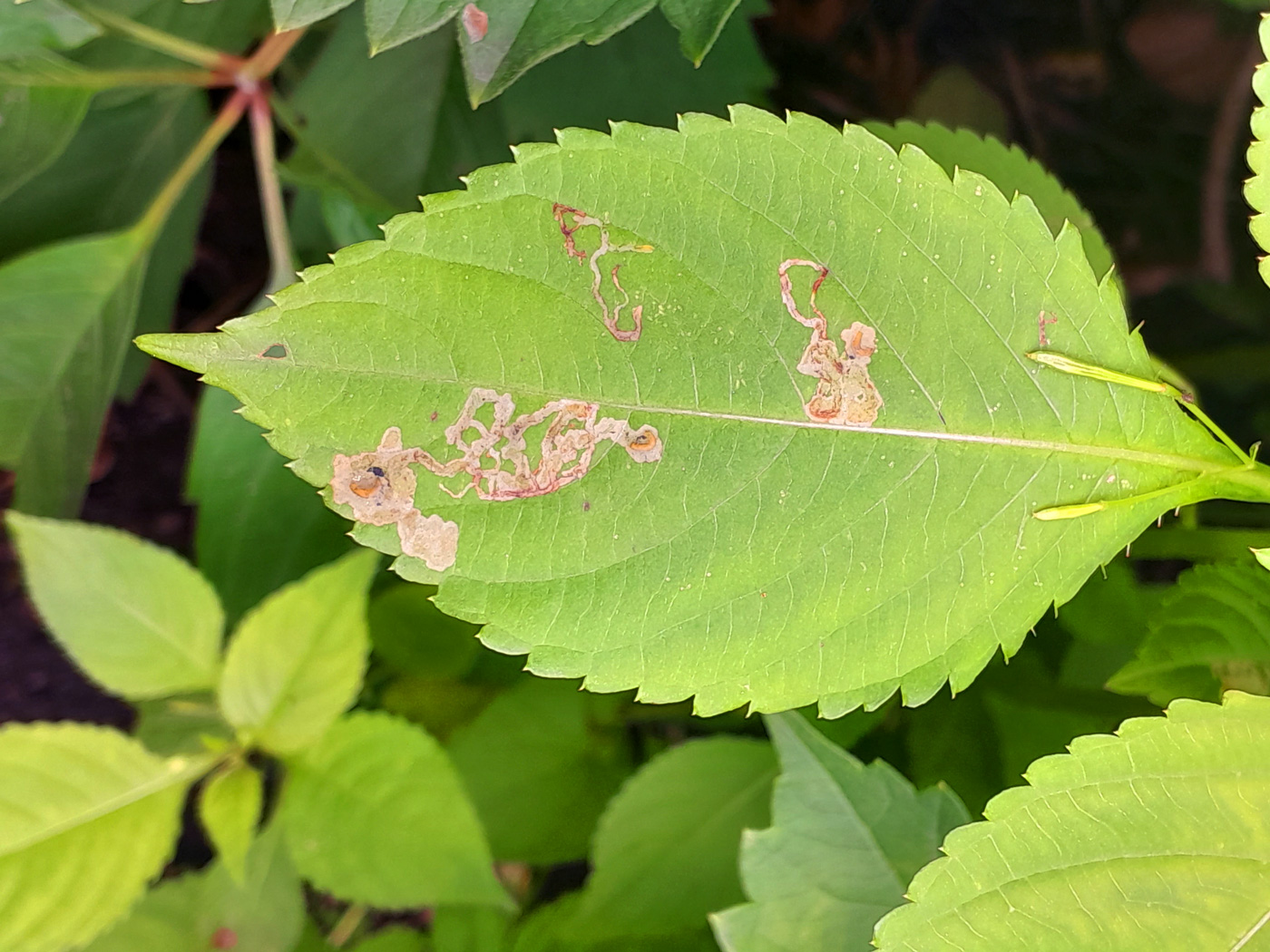 Image of Impatiens parviflora specimen.