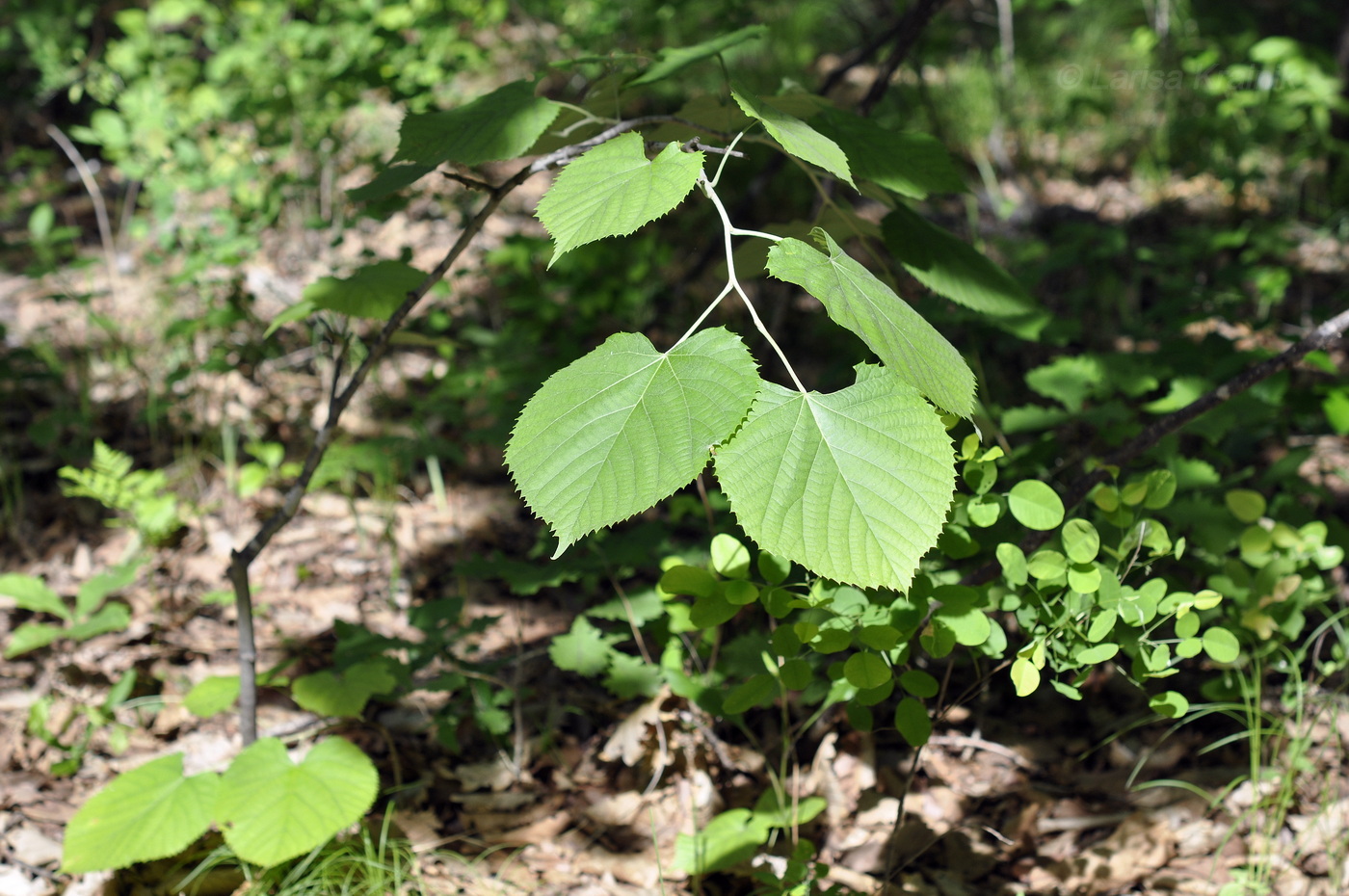 Image of Tilia mandshurica specimen.