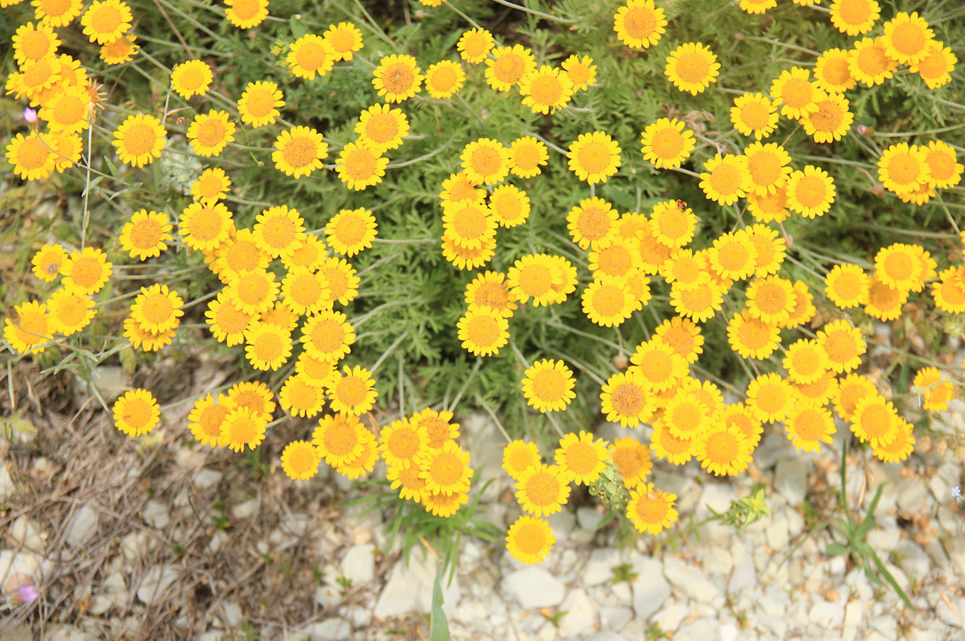 Image of Anthemis tinctoria specimen.