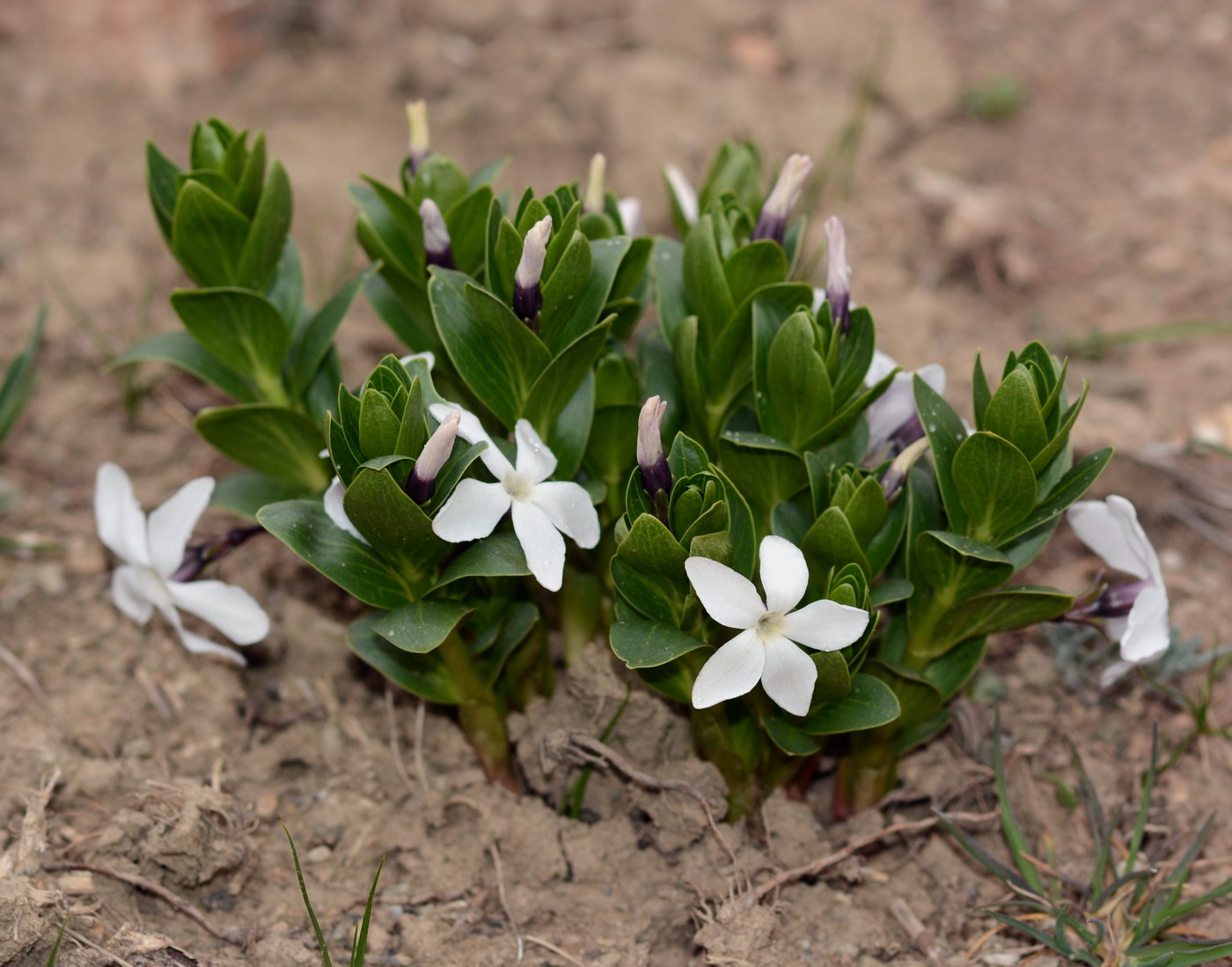 Изображение особи Vinca erecta.