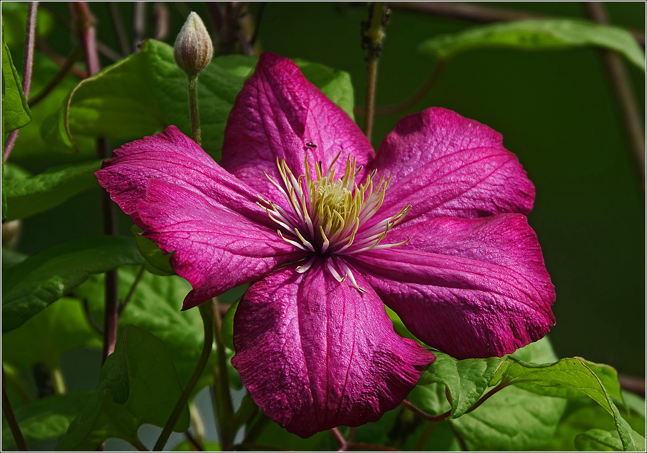 Изображение особи Clematis &times; jackmanii.