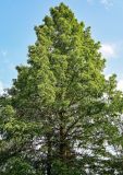 Metasequoia glyptostroboides. Крона взрослого дерева. Китай, провинция Хунань, национальный парк \"Чжанцзяцзе\", опушка смешанного леса. 06.06.2024.