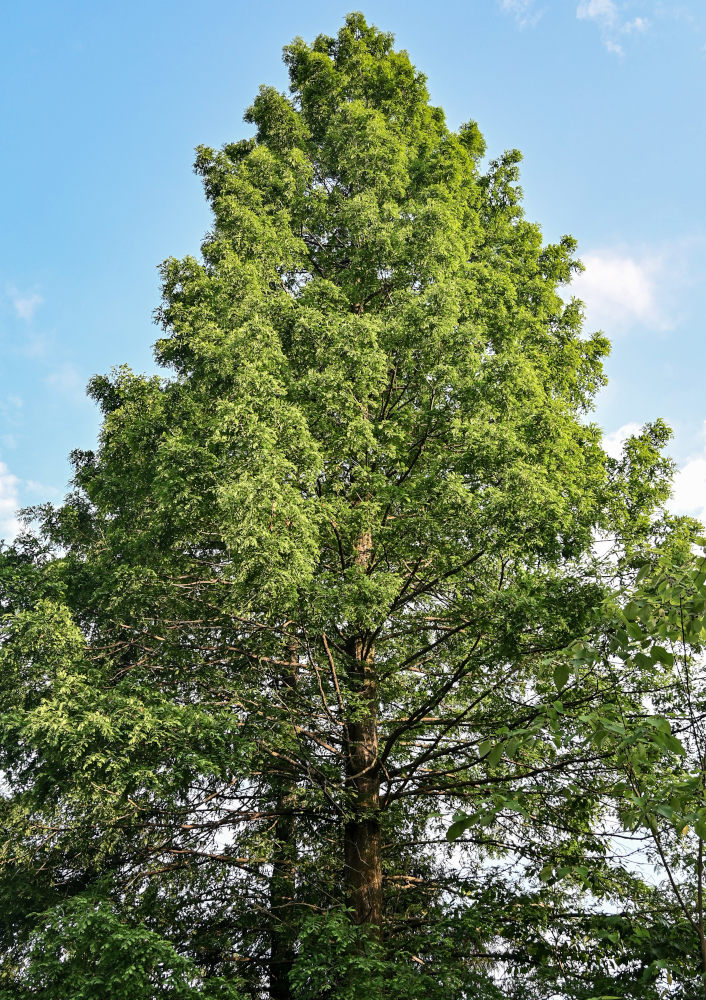 Изображение особи Metasequoia glyptostroboides.