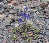 Delphinium caucasicum. Цветущее растение. Кабардино-Балкария, Зольский р-н, северные склоны Эльбруса, ур. Аэродром, выс. ок. 2850 м н.у.м. 15.07.2024.