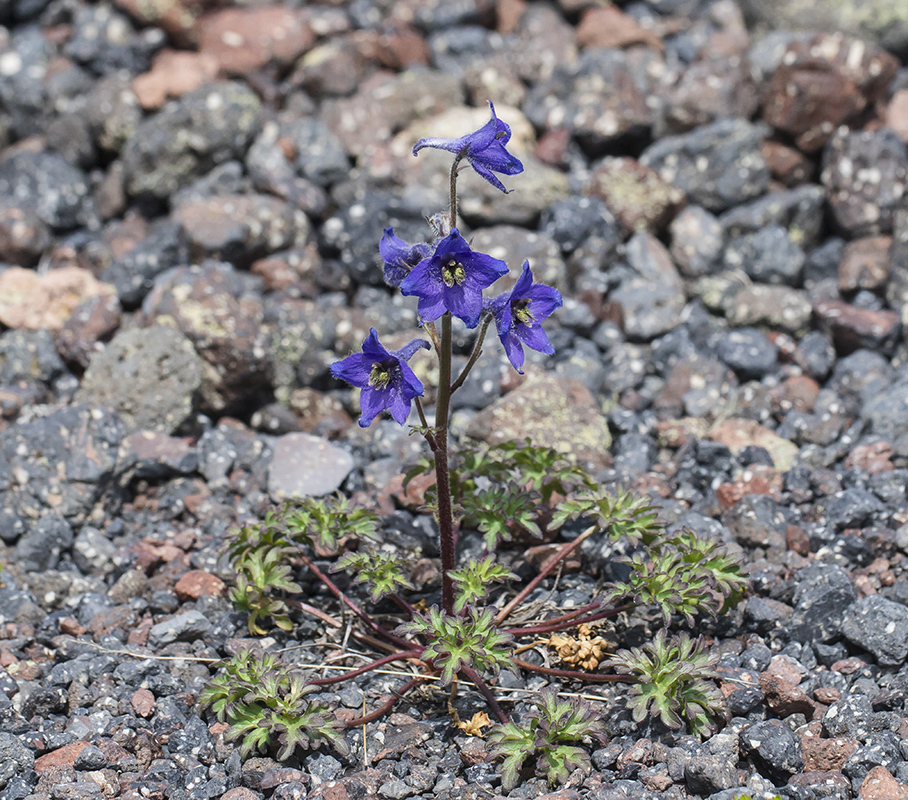 Изображение особи Delphinium caucasicum.