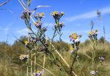 Tripolium pannonicum. Верхушка веточки с соцветиями. Испания, автономное сообщество Каталония, провинция Жирона, комарка Альт-Эмпорда, муниципалитет Сан-Педро-Пескадор, устье р. Флувиа, осушенный участок маршевого луга на переходе к приречной растительности отводного канала. 19.10.2024.