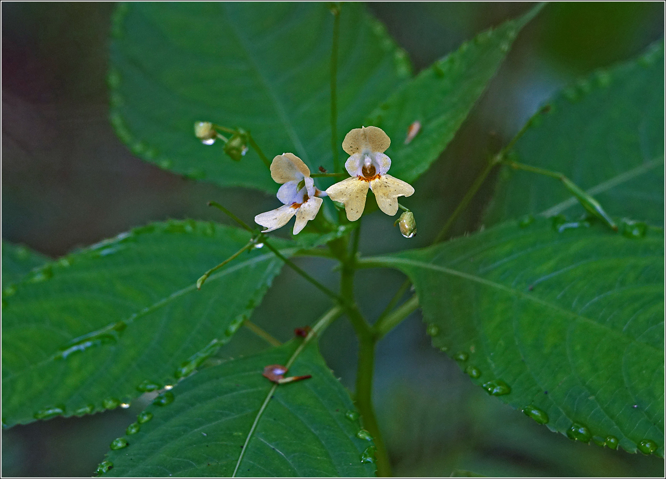 Image of Impatiens parviflora specimen.