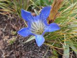 Gentiana kirilowii