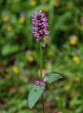 Betonica officinalis. Верхушка побега с соцветием. Московская обл., Сергиево-Посадский р-н, долина р. Пажа, опушка смешанного леса. 20.07.2024.