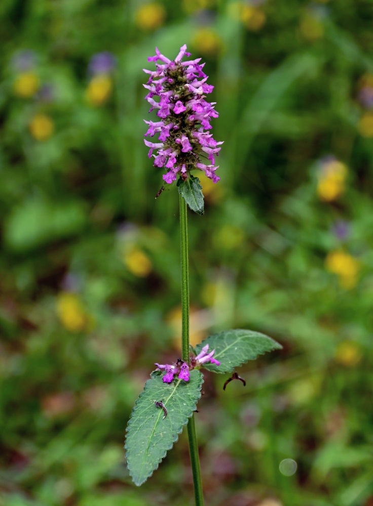 Изображение особи Betonica officinalis.