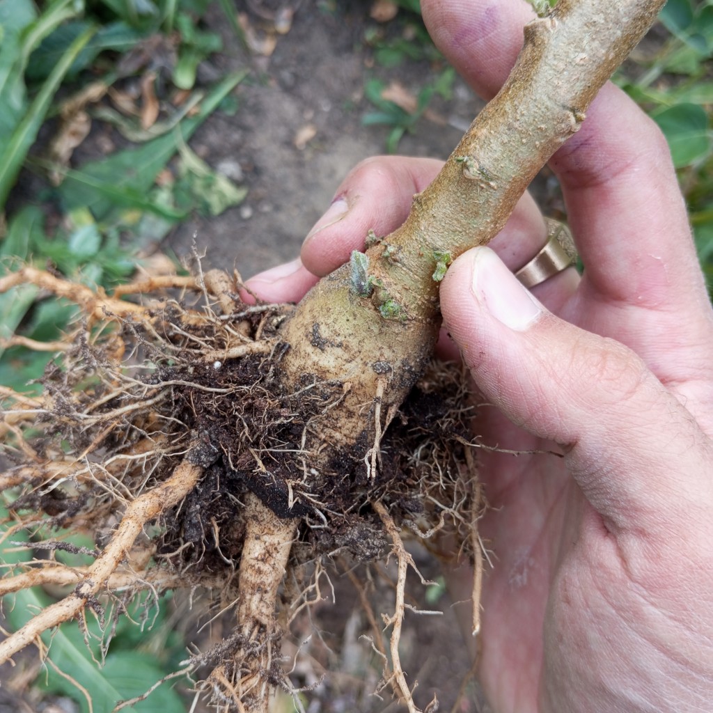 Image of Datura innoxia specimen.