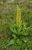 Verbascum nigrum. Цветущее растение. Башкортостан, Дуванский р-н, Заимкинский сельсовет, дер. Усть-Аяз, долина р. Уфа, травянистый склон надпойменной террасы. 20 августа 2023 г.