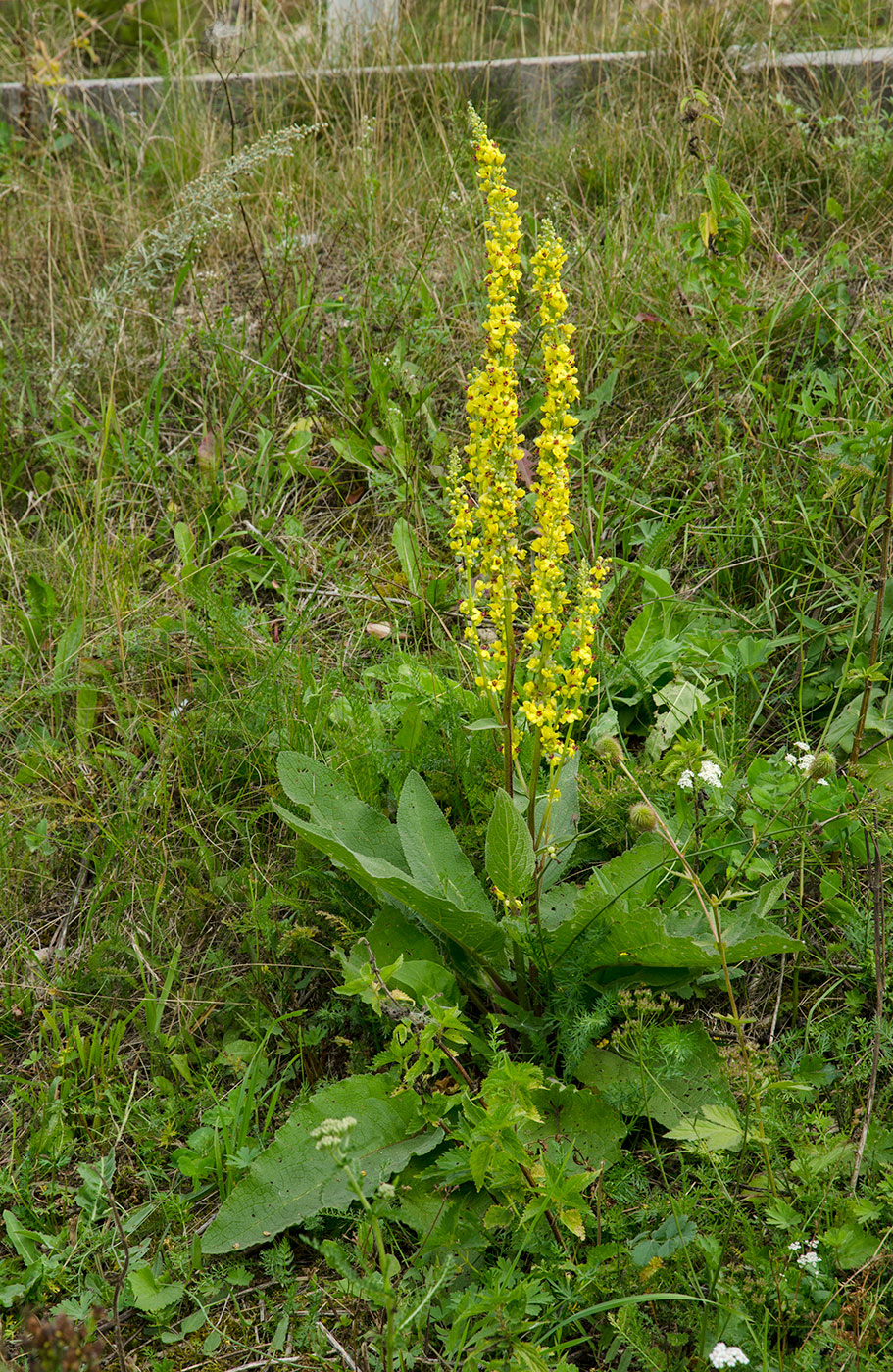 Изображение особи Verbascum nigrum.