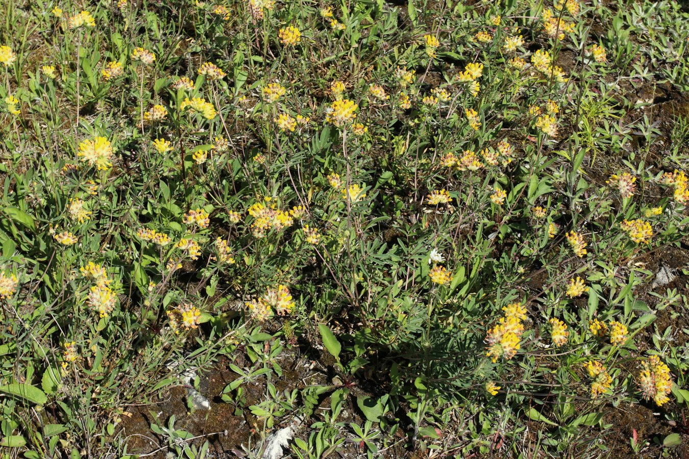 Image of Anthyllis vulneraria specimen.