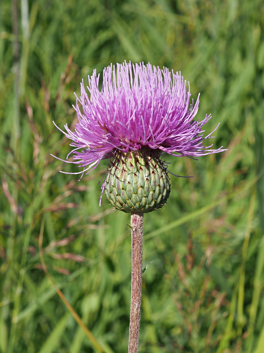 Image of Cirsium canum specimen.