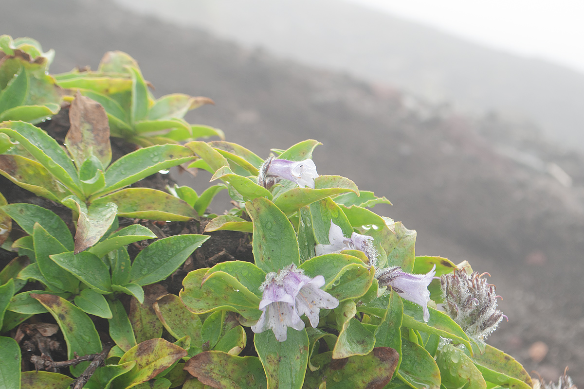 Image of Pennellianthus frutescens specimen.