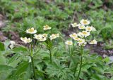 Anemonastrum villosissimum. Верхушки цветущих растений. Камчатский край, Елизовский р-н, подножие вулкана Авачинская сопка, луговина. 11.08.2024.