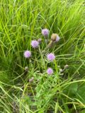 Cirsium arvense