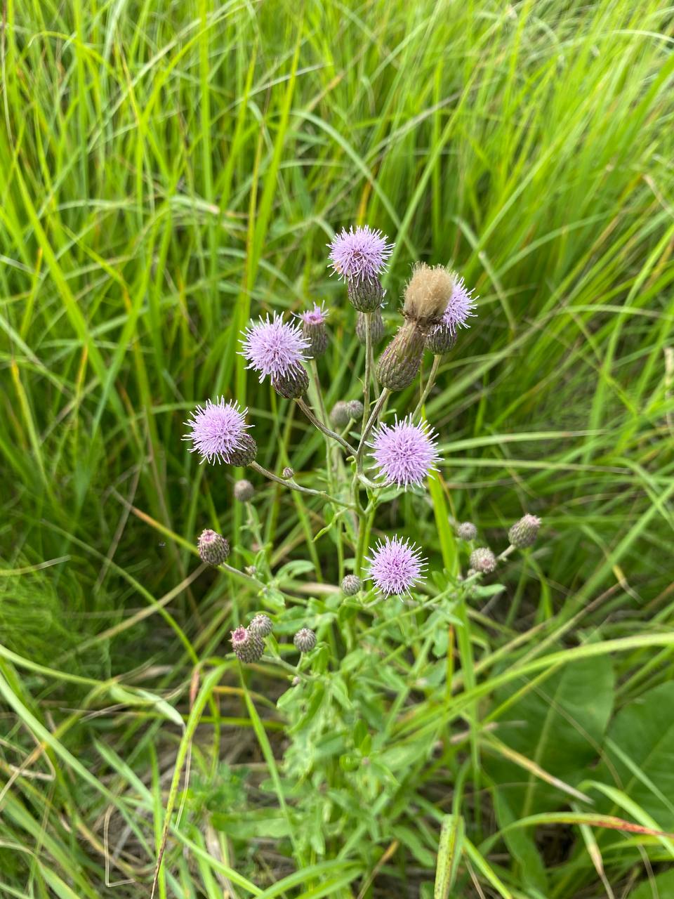 Image of Cirsium arvense specimen.