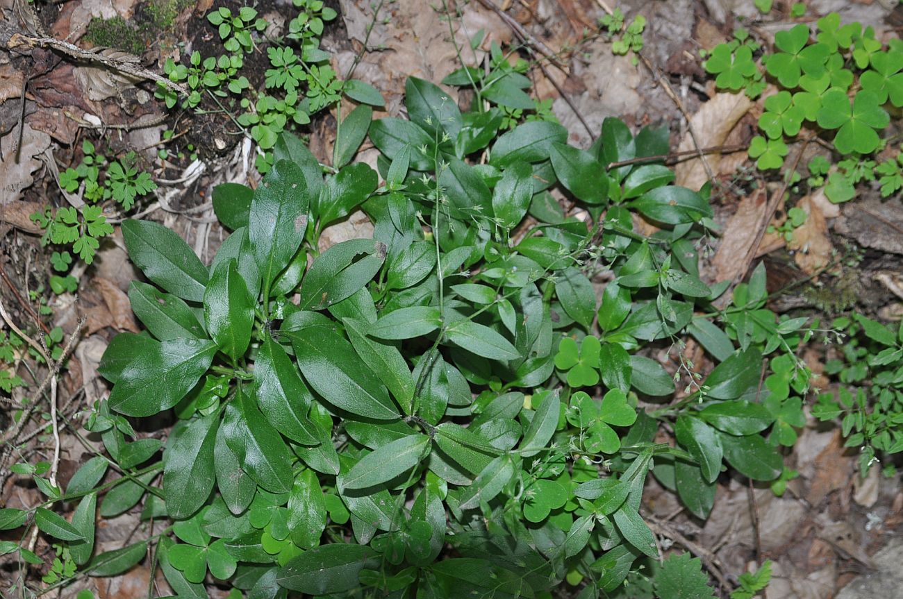 Изображение особи семейство Boraginaceae.