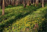 Anemone ranunculoides. Аспект цветущих растений под пологом леса. Тульская обл., окр. пос. Дубна, широколиственный лес \"Просек\". 29.04.2008.