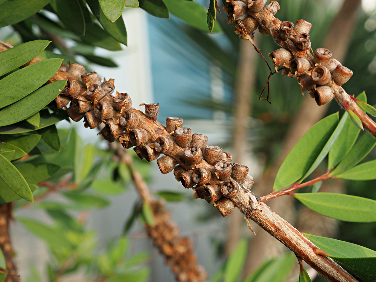 Изображение особи Callistemon phoeniceus.