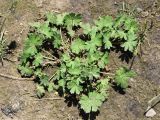 Geranium pusillum. Цветущее растение. Узбекистан, г. Ташкент, пос. Улугбек, санитарно-защитная зона, глинистая почва. 02.05.2015.