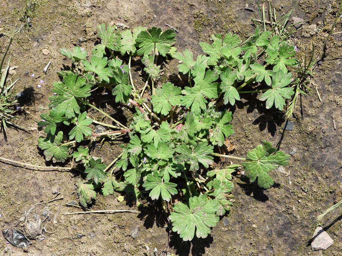 Изображение особи Geranium pusillum.