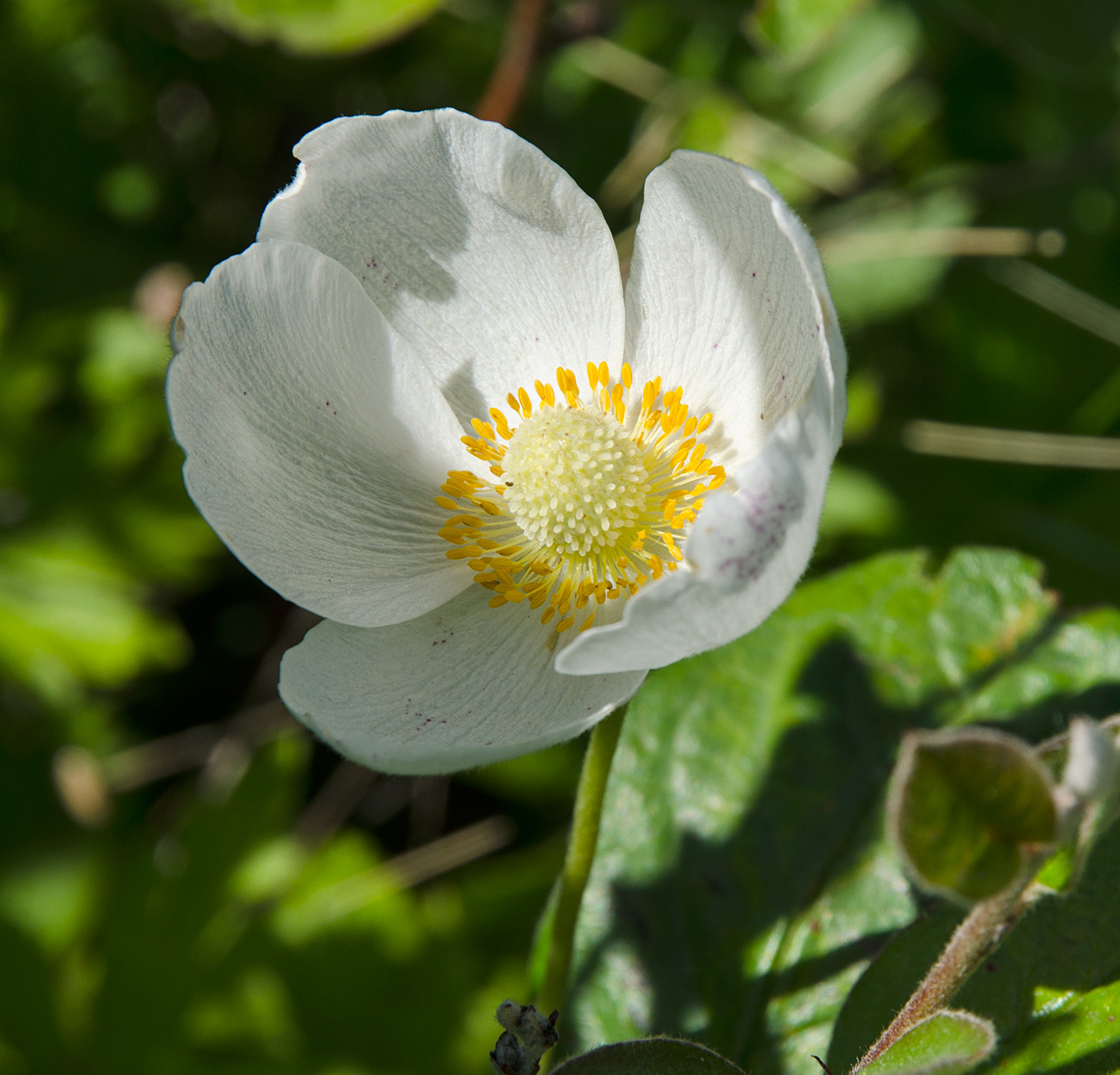 Image of Anemone sylvestris specimen.