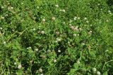 Trifolium hybridum. Цветущие растения. Беларусь, г. Витебск, дол. р. Западная Двина выше устья р. Витьба, пойменный луг. 25.08.2024.