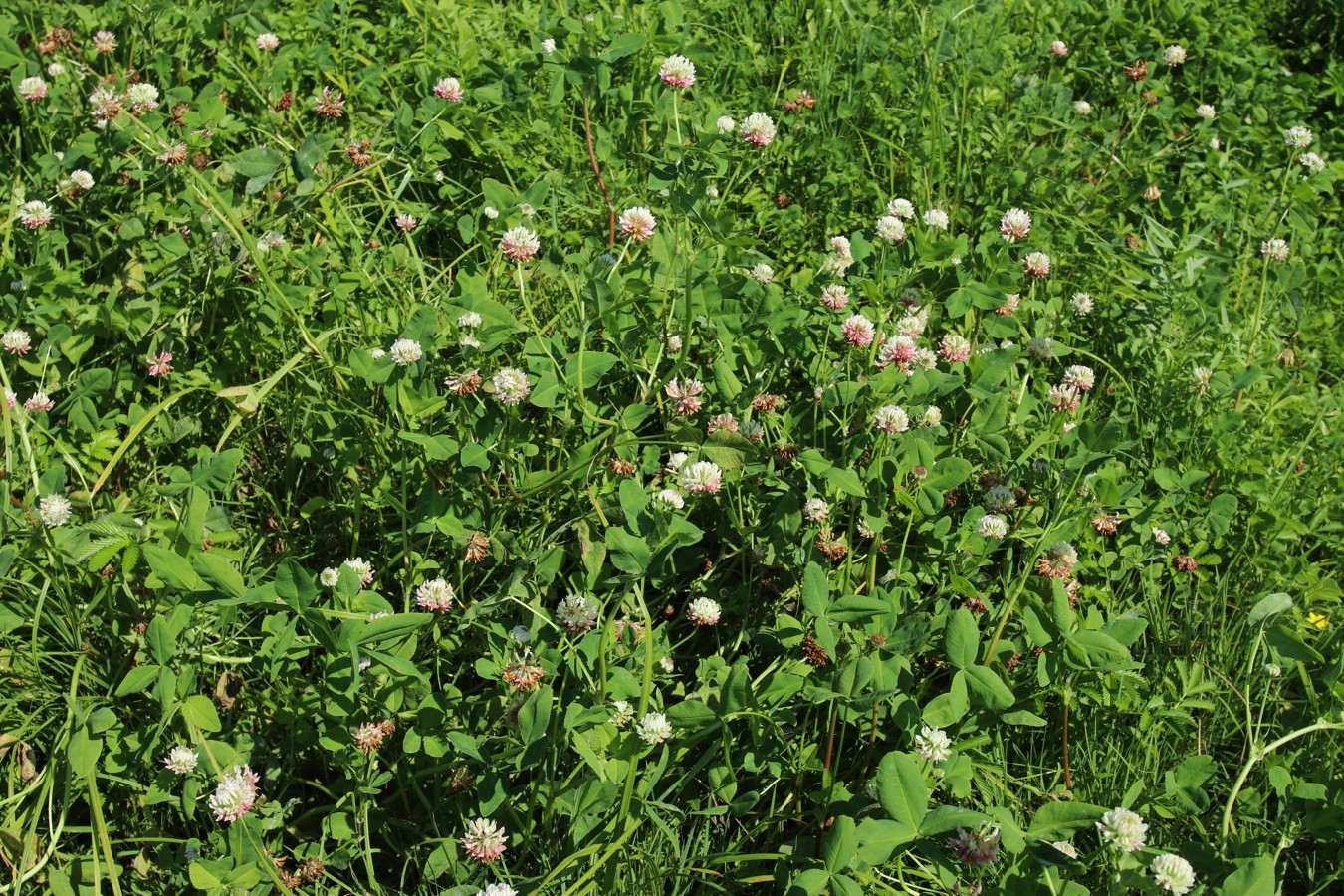 Изображение особи Trifolium hybridum.